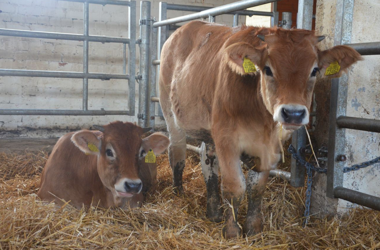 Gyvulių eksponavimas: prievolė ar privilegija?